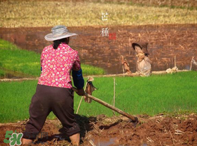 芒種種什么？芒種種什么疏菜？
