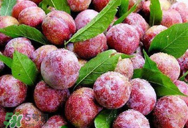 芒種吃什么水果？芒種吃什么水果好？
