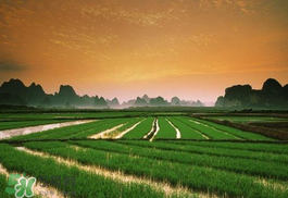 2017年芒種會下雨嗎？2017年芒種雨好嗎？