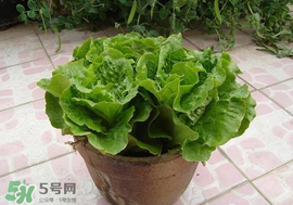 六月份可以種生菜嗎？夏天可以種生菜嗎？