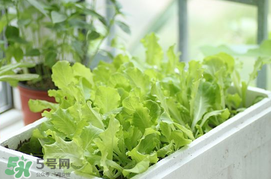 六月份可以種生菜嗎？夏天可以種生菜嗎？
