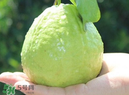 番石榴什么時(shí)候吃最好？番石榴什么季節(jié)吃最好