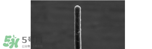 熊野巨匠小熊筆怎么用？熊野巨匠小熊去黑頭筆使用方法