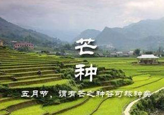 芒種種什么？芒種種什么疏菜？