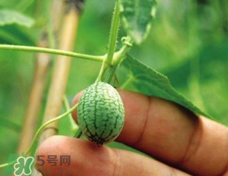迷你西瓜是轉(zhuǎn)基因水果嗎？迷你西瓜是不是轉(zhuǎn)基因？