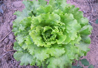六月份可以種生菜嗎？夏天可以種生菜嗎？