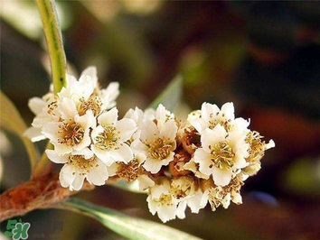 枇杷花怎么煲湯？枇杷花煲湯搭配什么最佳？