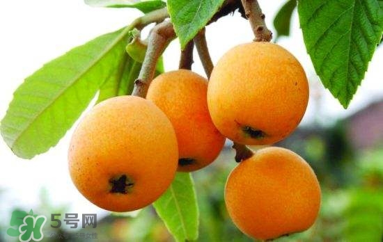 孕婦能吃枇杷嗎？孕婦吃枇杷對胎兒好嗎？