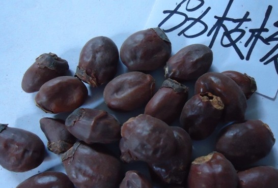荔枝核有毒嗎？荔枝核能吃嗎