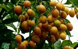 黃皮果怎么扦插？黃皮果種植技術(shù)