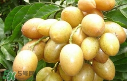 黃皮果什么時候成熟？黃皮果什么時候上市