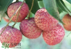 荔枝吃多了會怎么樣？荔枝上火怎么辦？