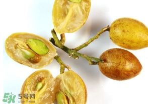 黃皮能放冰箱嗎？黃皮可以放冰箱保鮮幾天？