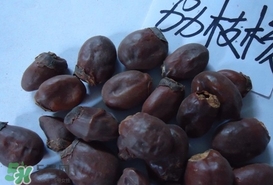 荔枝核怎么吃？荔枝核的功效與作用
