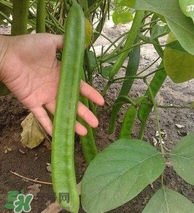 刀豆什么時候播種？刀豆幾月份播種