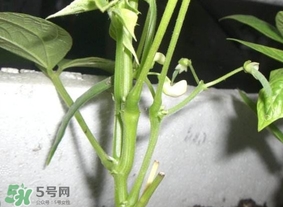 刀豆什么時候播種？刀豆幾月份播種