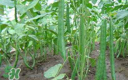 刀豆什么時候播種？刀豆幾月份播種