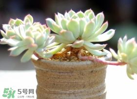 六月份可以買多肉嗎？六月可以種多肉嗎？