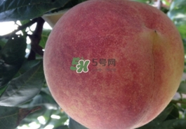 血桃多少錢一斤2017？血桃哪個(gè)品種最好吃