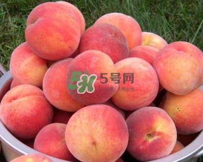 紅不軟桃?guī)自路莩墒?？紅不軟桃什么時候成熟