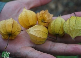 花姑娘水果怎么吃？花姑娘水果吃之前要洗嗎？