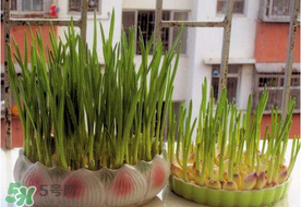 六月份可以種蒜嗎？大蒜一年可以種幾次？