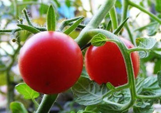 六月份可以種西紅柿嗎？西紅柿什么時(shí)候種？