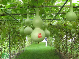 六月份可以種葫蘆嗎？葫蘆幾月份種？