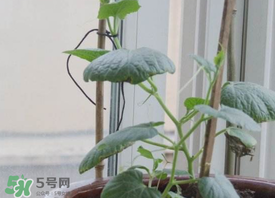 六月份可以種葫蘆嗎？葫蘆幾月份種？