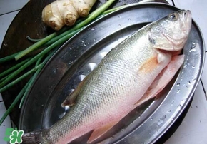 鱸魚是海鮮嗎？鱸魚是不是海鮮？