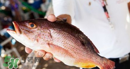 鱸魚刺多嗎？鱸魚適合做給寶寶吃嗎？