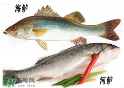 海鱸魚多少錢一斤2017？淡水鱸魚多少錢一斤？