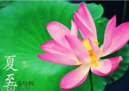 夏至是入伏嗎？夏至后多久入伏？