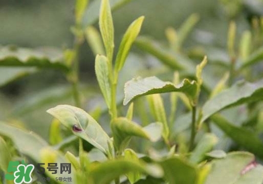 喝信陽毛尖有什么好處？信陽毛尖是紅茶還是綠茶？