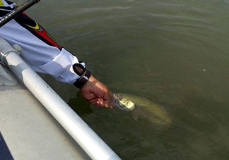 釣海鱸魚什么時候最好？釣海鱸魚用什么樣的魚餌？