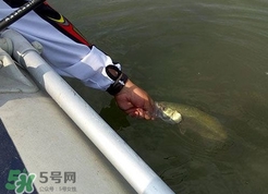釣海鱸魚(yú)什么時(shí)候最好？釣海鱸魚(yú)用什么樣的魚(yú)餌？
