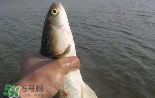釣海鱸魚(yú)什么時(shí)候最好？釣海鱸魚(yú)用什么樣的魚(yú)餌？