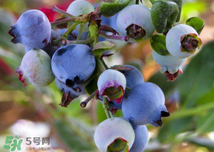 蘋果和藍(lán)莓能一起吃嗎？蘋果和藍(lán)莓干能一起吃嗎？