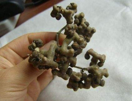 拐棗什么時候成熟？拐棗是什么樣的呀