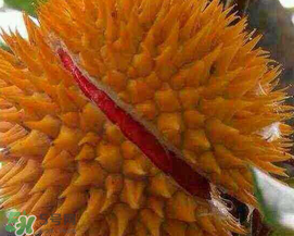 紅心榴蓮好吃嗎？紅心榴蓮和普通榴蓮哪個好吃?