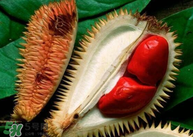 紅肉榴蓮是什么品種？紅色的榴蓮是什么品種？