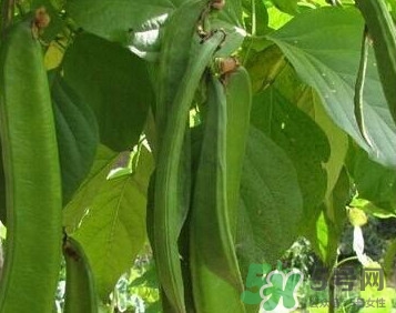刀豆是豆制品嗎？刀豆是豆角嗎？