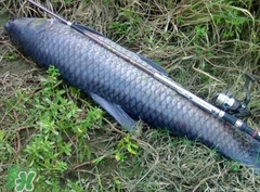 釣青魚怎么調(diào)漂圖解？釣青魚最佳調(diào)漂是幾目