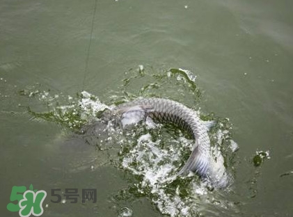 釣青魚怎么調(diào)漂圖解？釣青魚最佳調(diào)漂是幾目