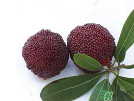 楊梅和櫻桃能一起吃嗎？楊梅可以和櫻桃一起吃嗎？