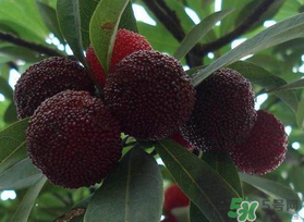 楊梅和芒果能一起吃嗎？吃完楊梅可以吃芒果嗎？