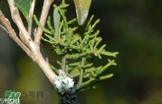 什么是螃蟹腳茶？螃蟹腳茶的功效禁忌
