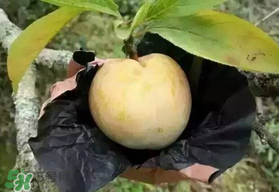 奈李什么時候成熟？奈李孕婦能吃嗎？