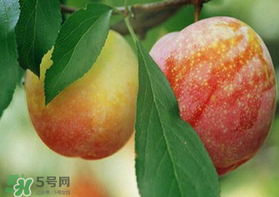 奈李什么時候成熟？奈李孕婦能吃嗎？
