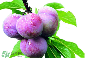 脆紅李什么時候成熟？脆紅李幾月成熟？